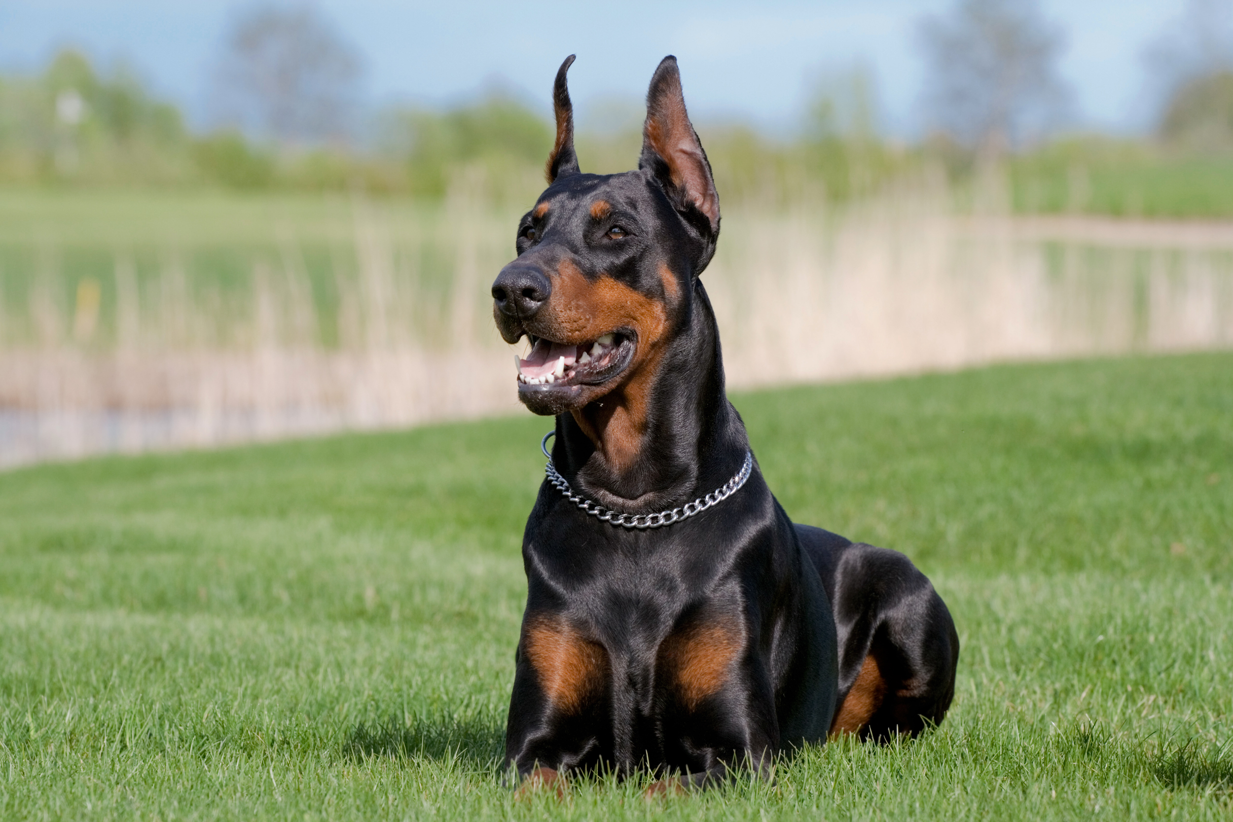 Doberman Schnauzer Mix A Blend of Intelligence and Loyalty