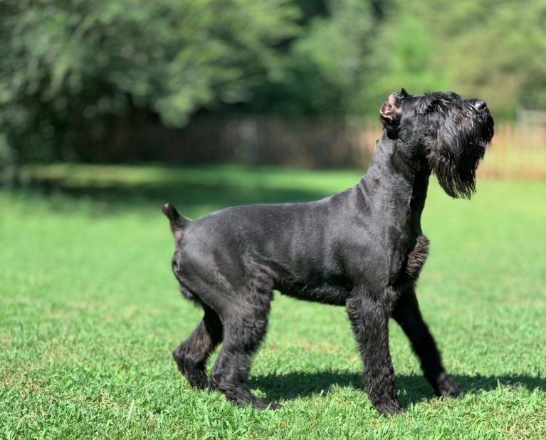 Finding the Perfect Giant Schnauzer Breeder A Comprehensive Guide