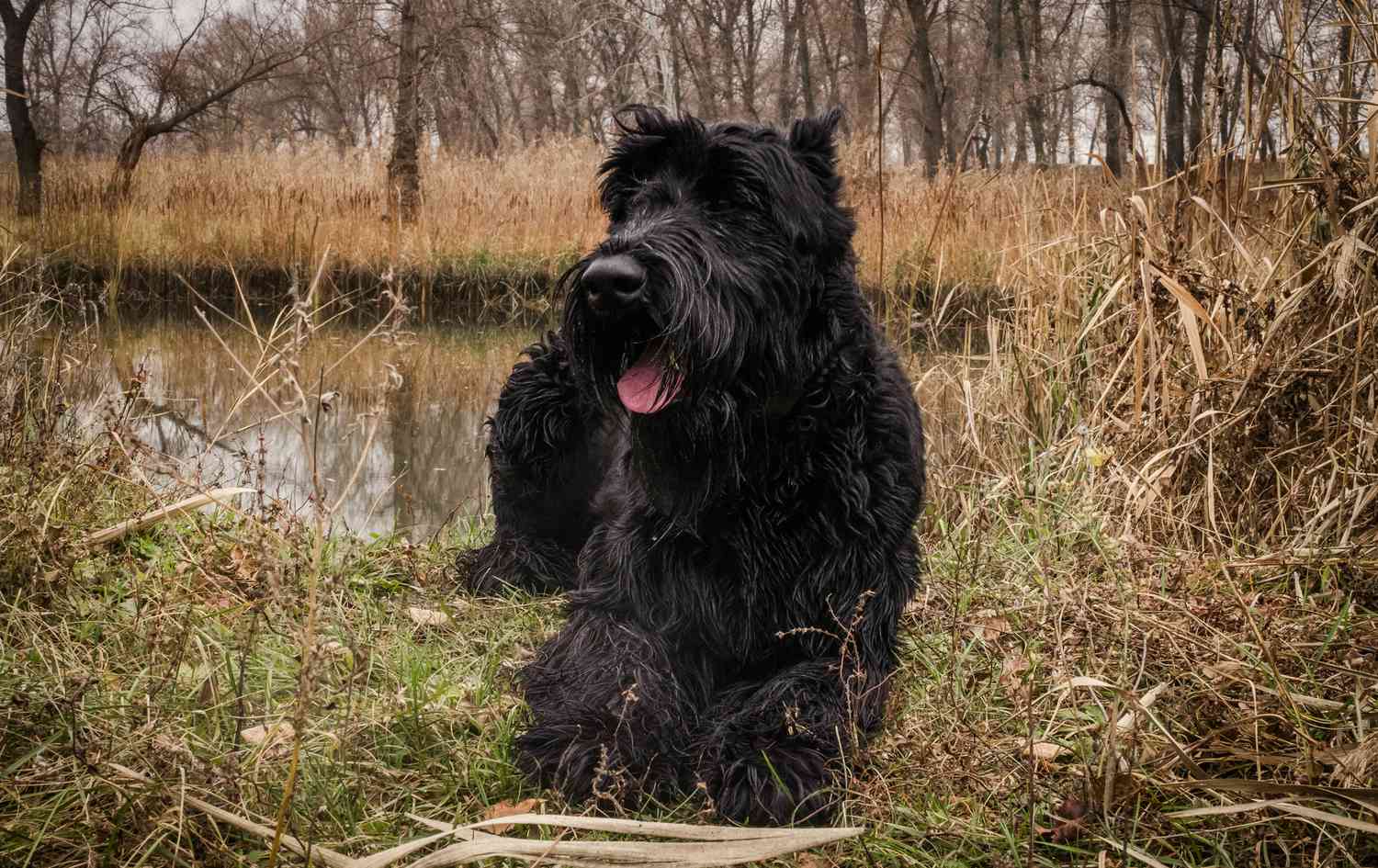 Giant Schnauzer Bite Force Understanding the Facts