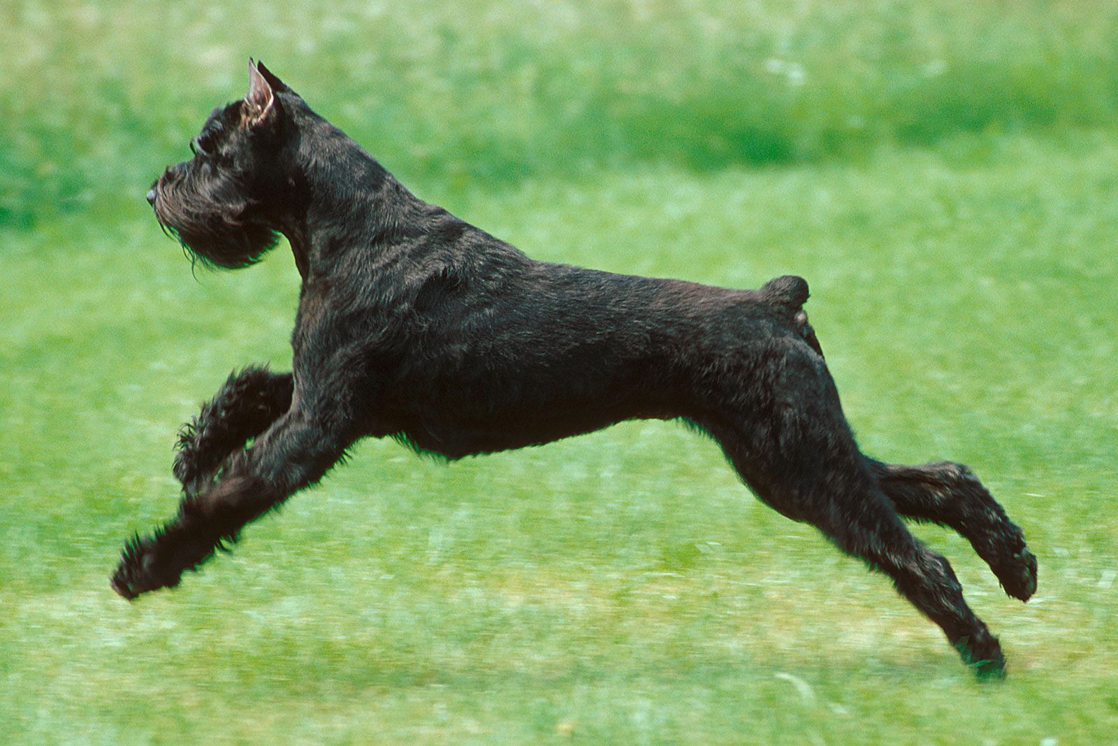 Giant Schnauzer Bite Force Understanding the Facts