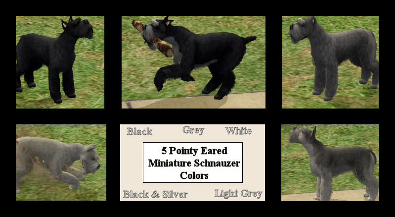 Giant Schnauzer Colors A Comprehensive Guide