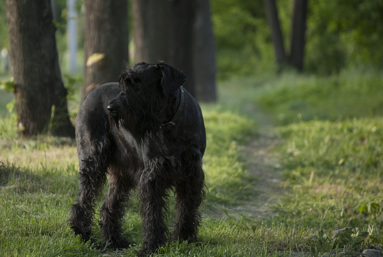 Giant Schnauzer Colors A Comprehensive Guide