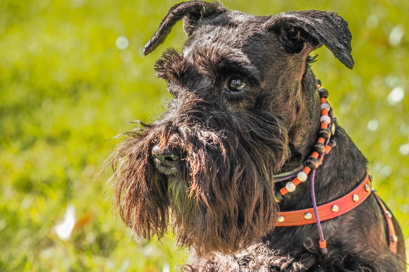 Giant Schnauzer Colors A Comprehensive Guide