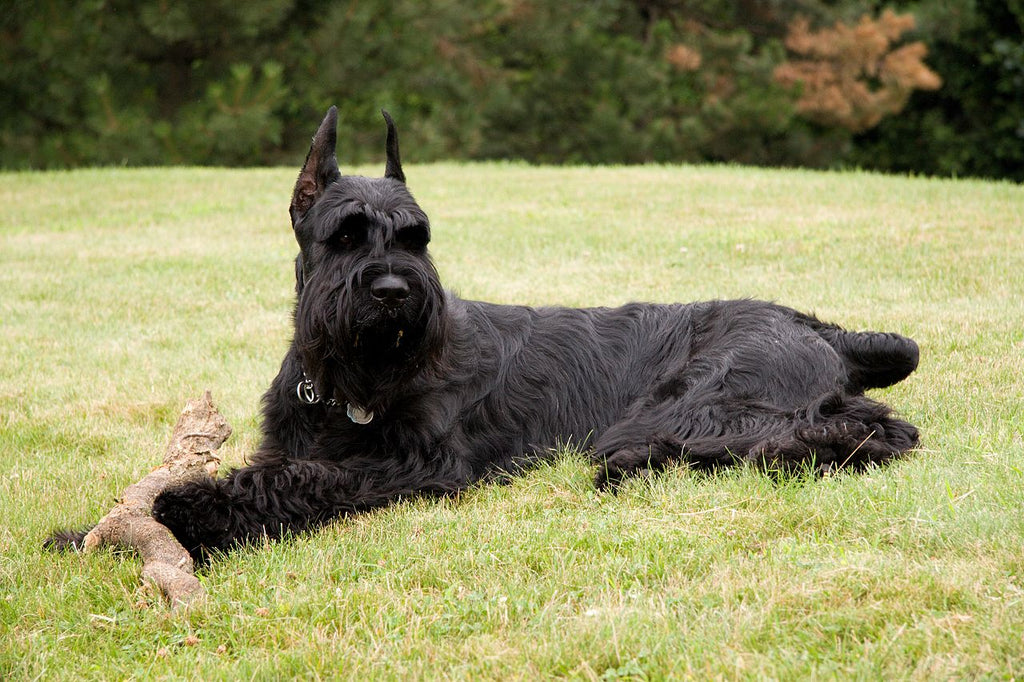 Giant Schnauzer Ear Cropping A Controversial Practice