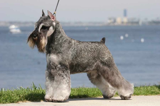 Giant Schnauzer Ear Cropping A Controversial Practice