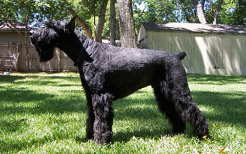 Giant Schnauzer Health Concerns A Comprehensive Overview