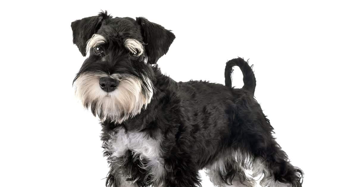 Giant Schnauzer Health Concerns A Comprehensive Overview