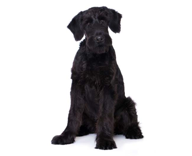 Giant Schnauzer Price A Comprehensive Guide