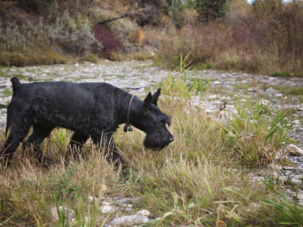 Giant Schnauzer Price A Comprehensive Guide