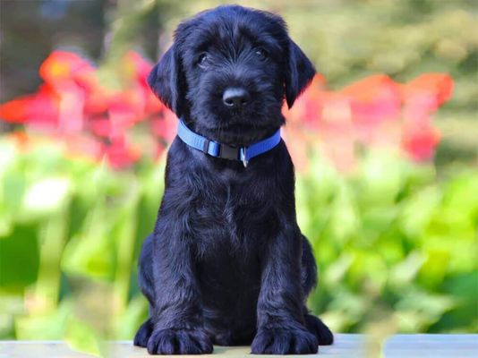 Giant Schnauzer Price A Comprehensive Guide