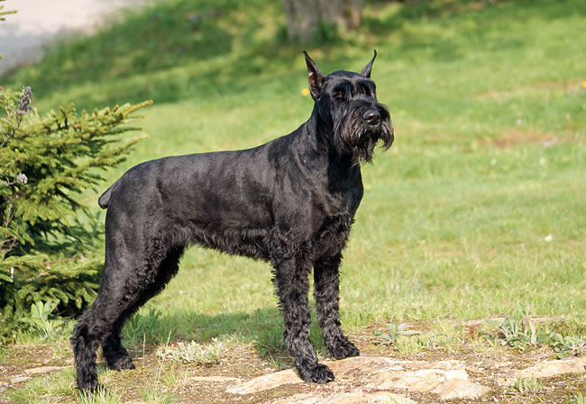 Giant Schnauzer Price A Comprehensive Guide