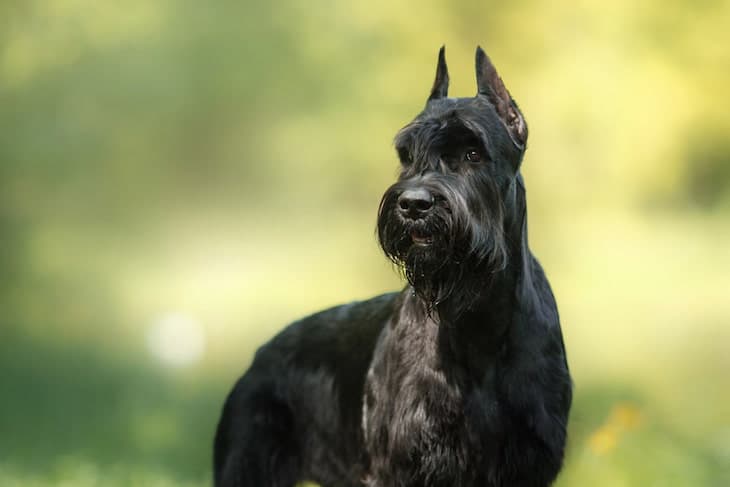 Giant Schnauzer Price A Comprehensive Guide