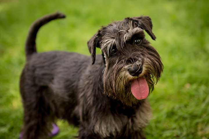 Giant Schnauzer vs. German Shepherd A Comprehensive Breed Comparison