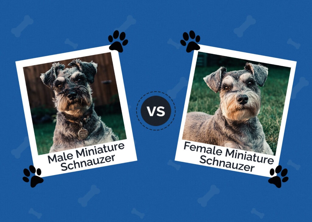 Giant Schnauzer vs. Miniature Schnauzer A Comprehensive Comparison