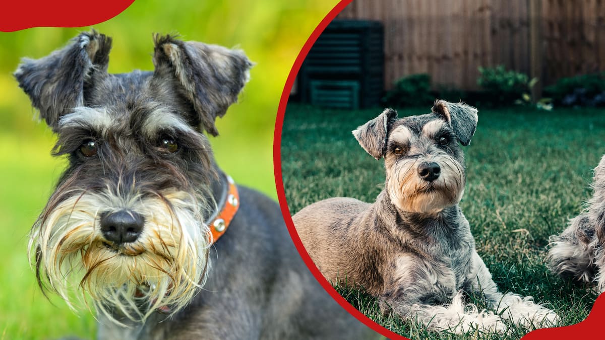 Giant Schnauzer vs. Miniature Schnauzer A Comprehensive Comparison