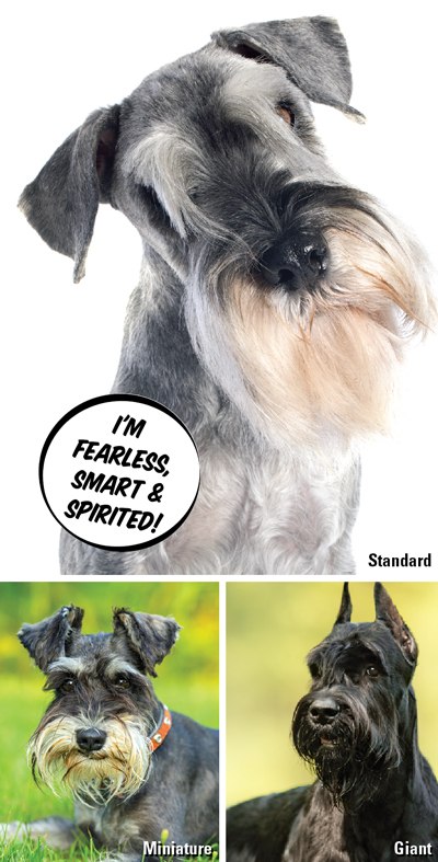 Giant Schnauzer vs. Miniature Schnauzer A Comprehensive Comparison