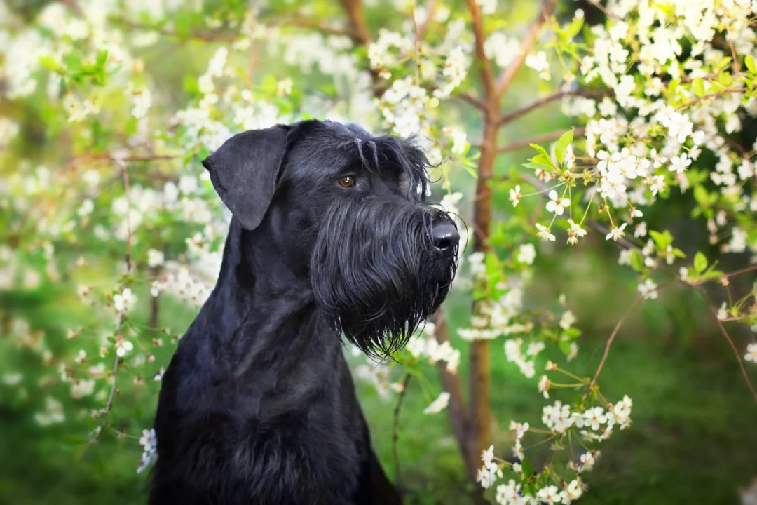 Giant Schnauzer vs. Standard Schnauzer A Comprehensive Comparison