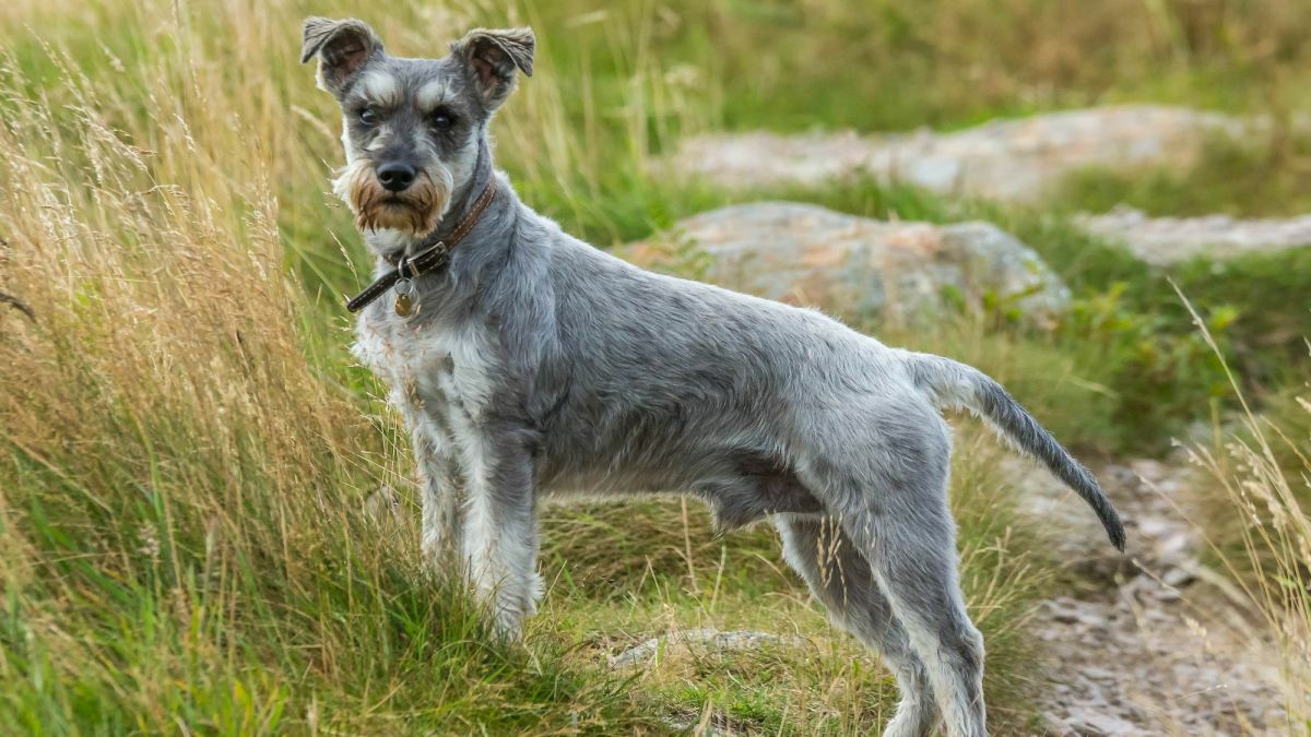 Giant Schnauzer vs. Standard Schnauzer A Comprehensive Comparison