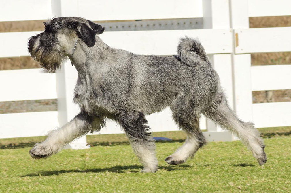 Giant Schnauzer vs. Standard Schnauzer A Comprehensive Comparison