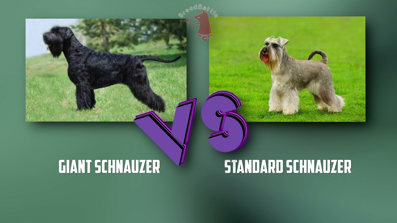 Giant Schnauzer vs. Standard Schnauzer A Comprehensive Comparison