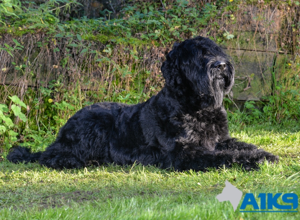 Giant Schnauzers A Powerful Force in Law Enforcement