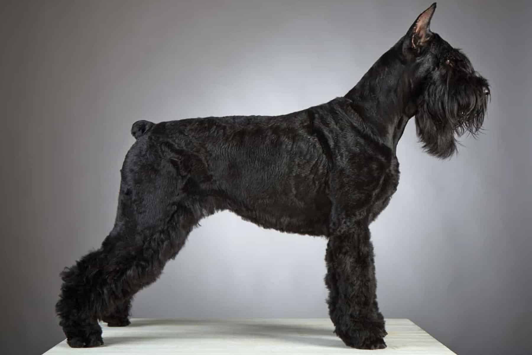 Giant Schnauzers A Powerful Force in Law Enforcement