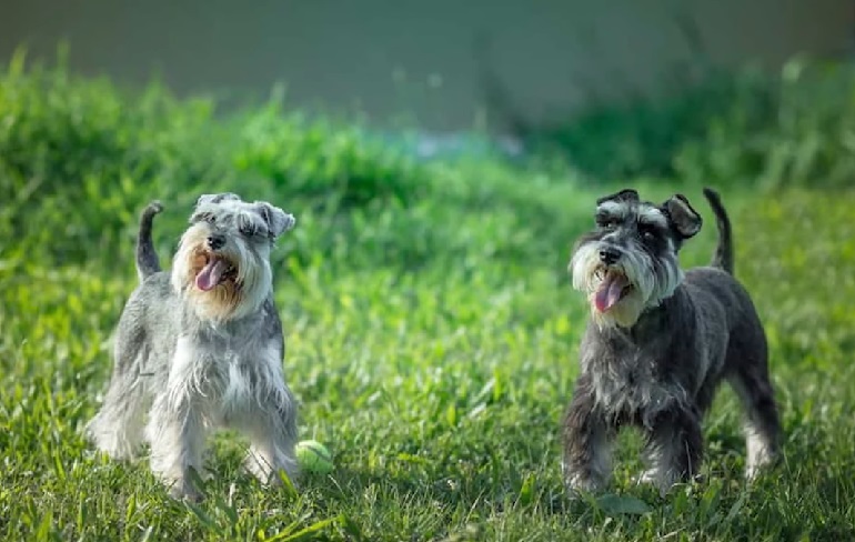 Liver Parti Schnauzer A Comprehensive Guide