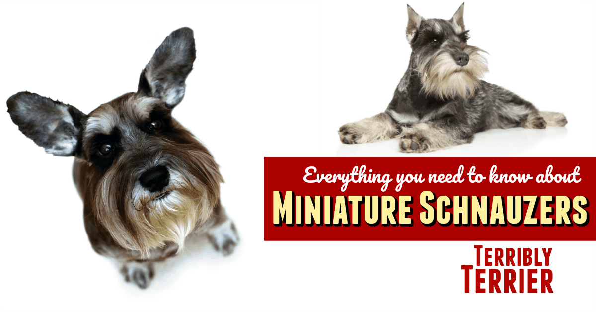 Miniature Irish Wolf Schnauzers A Comprehensive Guide