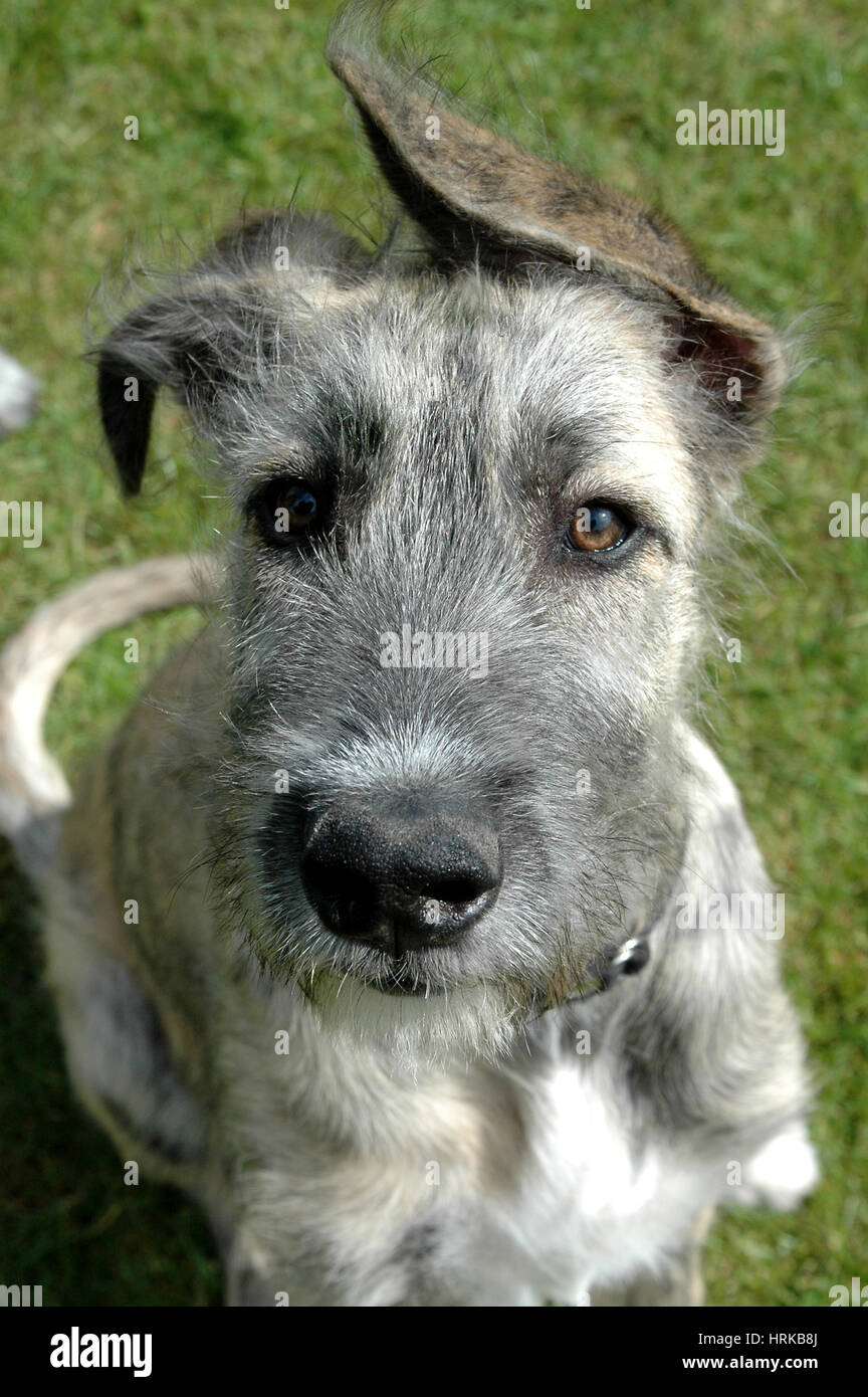 Miniature Irish Wolf Schnauzers A Comprehensive Guide