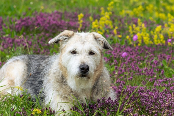 Miniature Irish Wolf Schnauzers A Comprehensive Guide