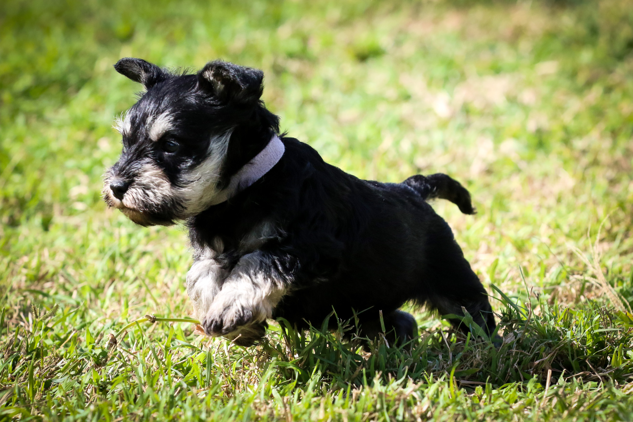 Origin and History The Evolution of the Black and White Schnauzer