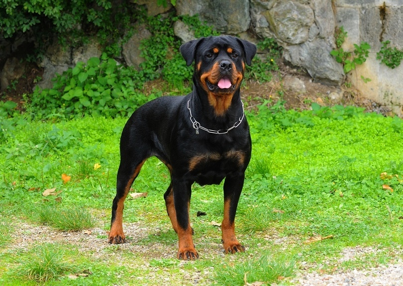 Rottweiler Schnauzer Mix A Powerful and Loyal Companion