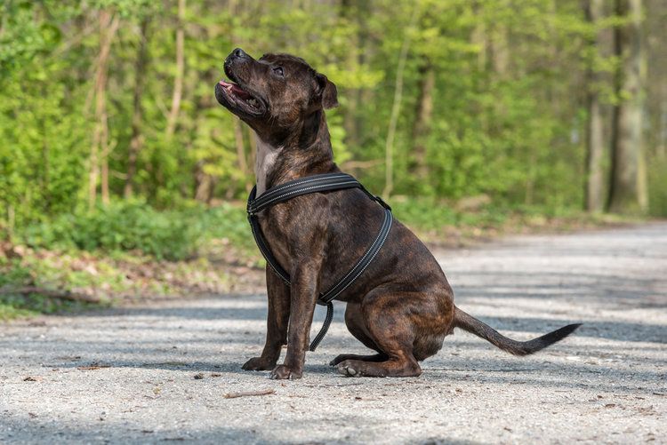 Rottweiler Schnauzer Mix A Powerful and Loyal Companion