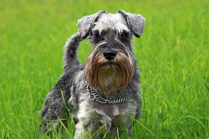 Rottweiler Schnauzer Mix A Powerful and Loyal Companion