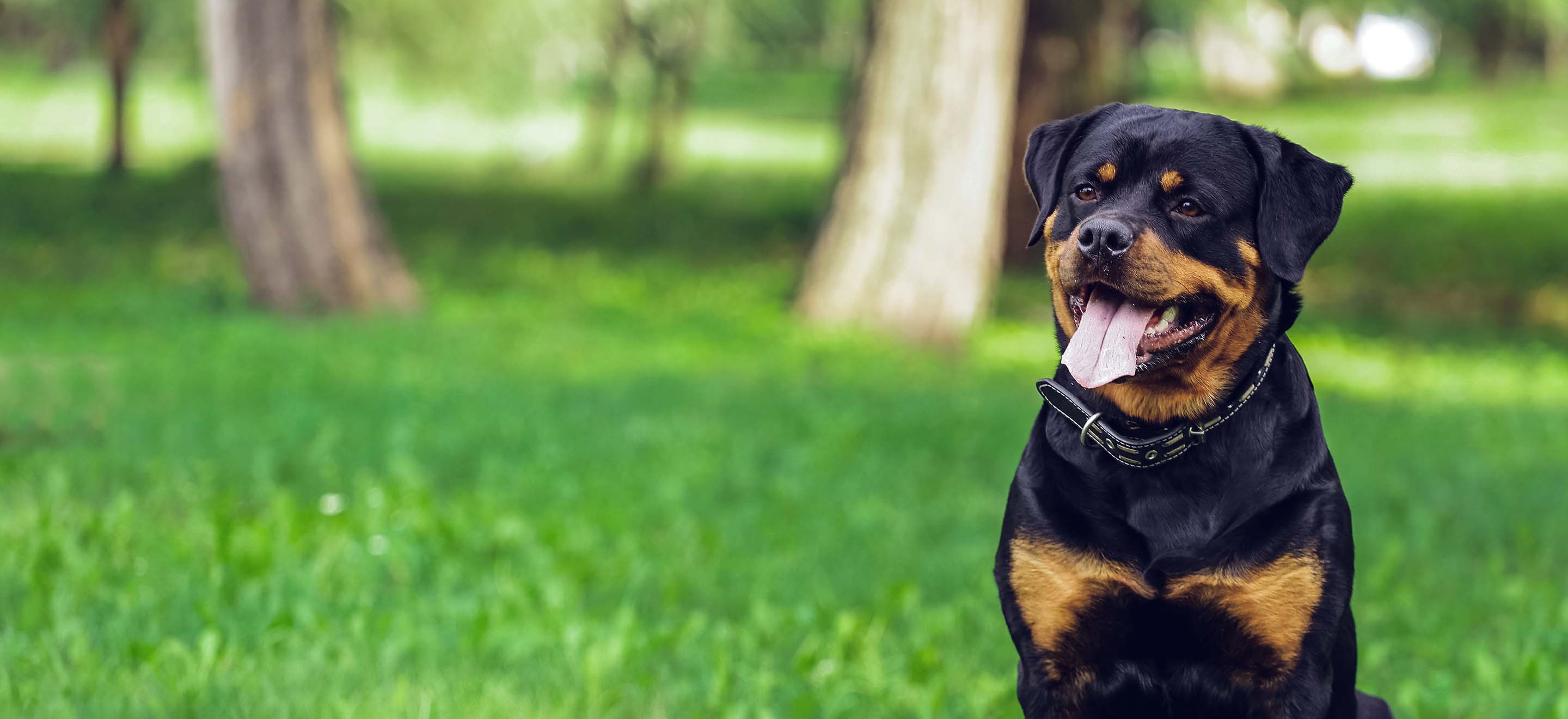 Rottweiler Schnauzer Mix A Powerful and Loyal Companion