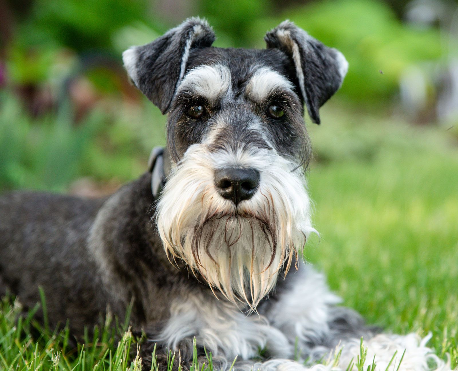 Royal Canin for Schnauzers A Comprehensive Guide