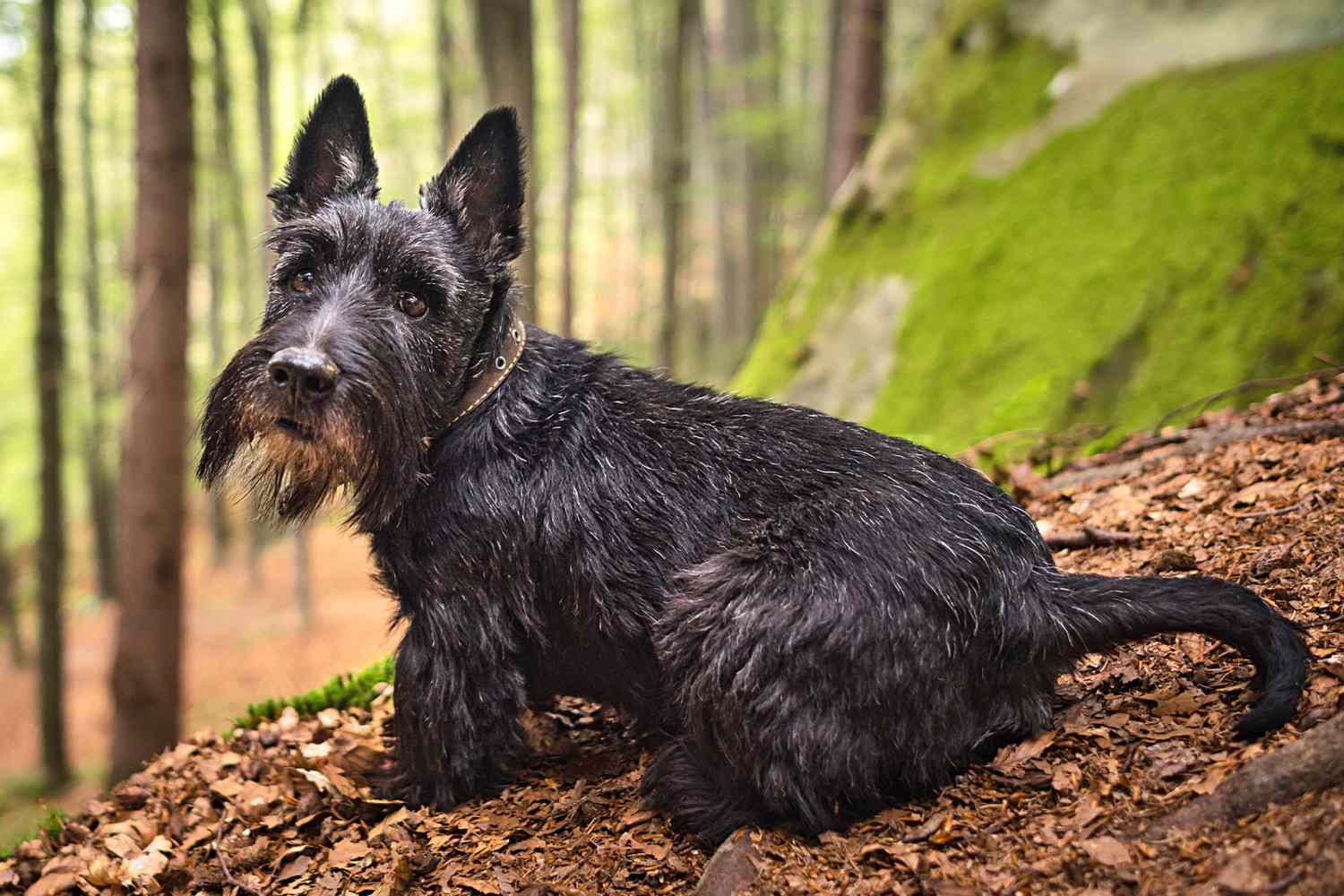 Schnauzer and Scottish Terrier A Comparative Guide