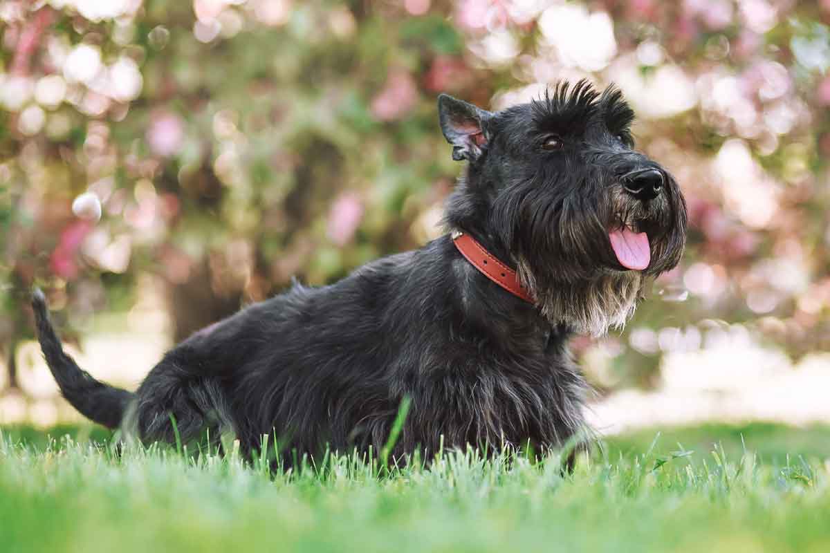 Schnauzer and Scottish Terrier A Comparative Guide