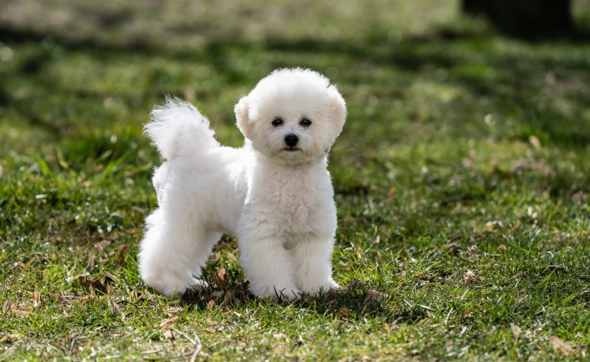 Schnauzer Bichon Mix A Delightful Combination