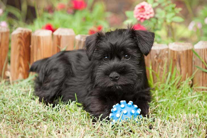 Schnauzer Bichon Mix A Delightful Combination