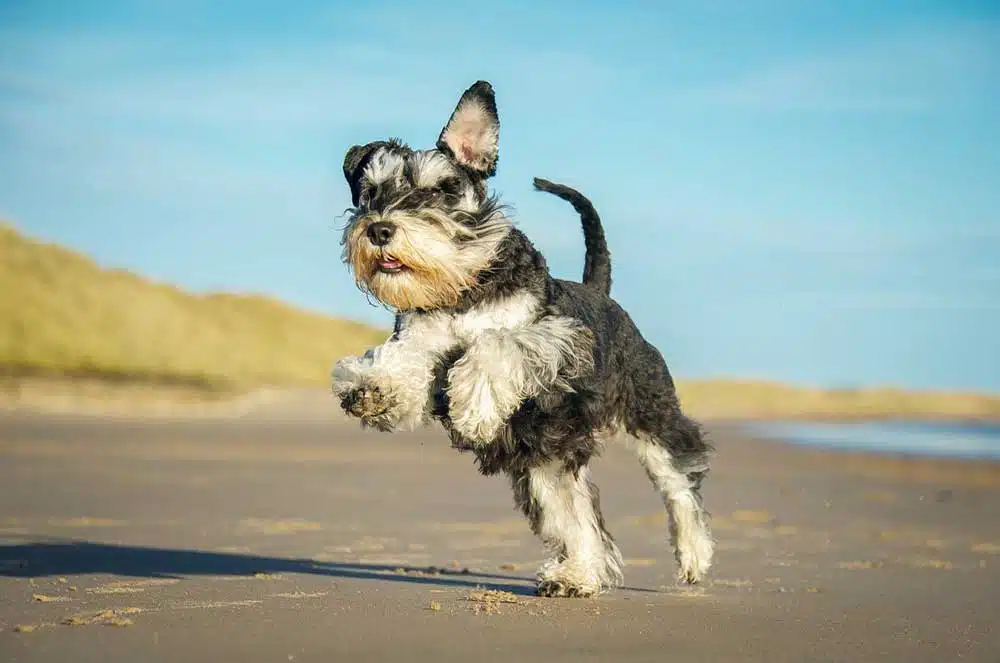 Schnauzer Breeds A Visual Guide