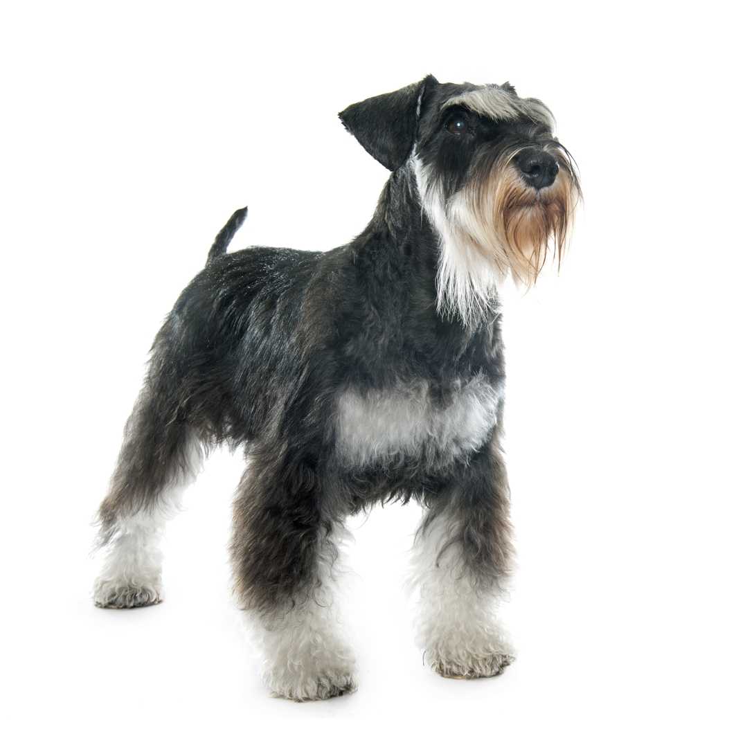 Schnauzer Breeds A Visual Guide