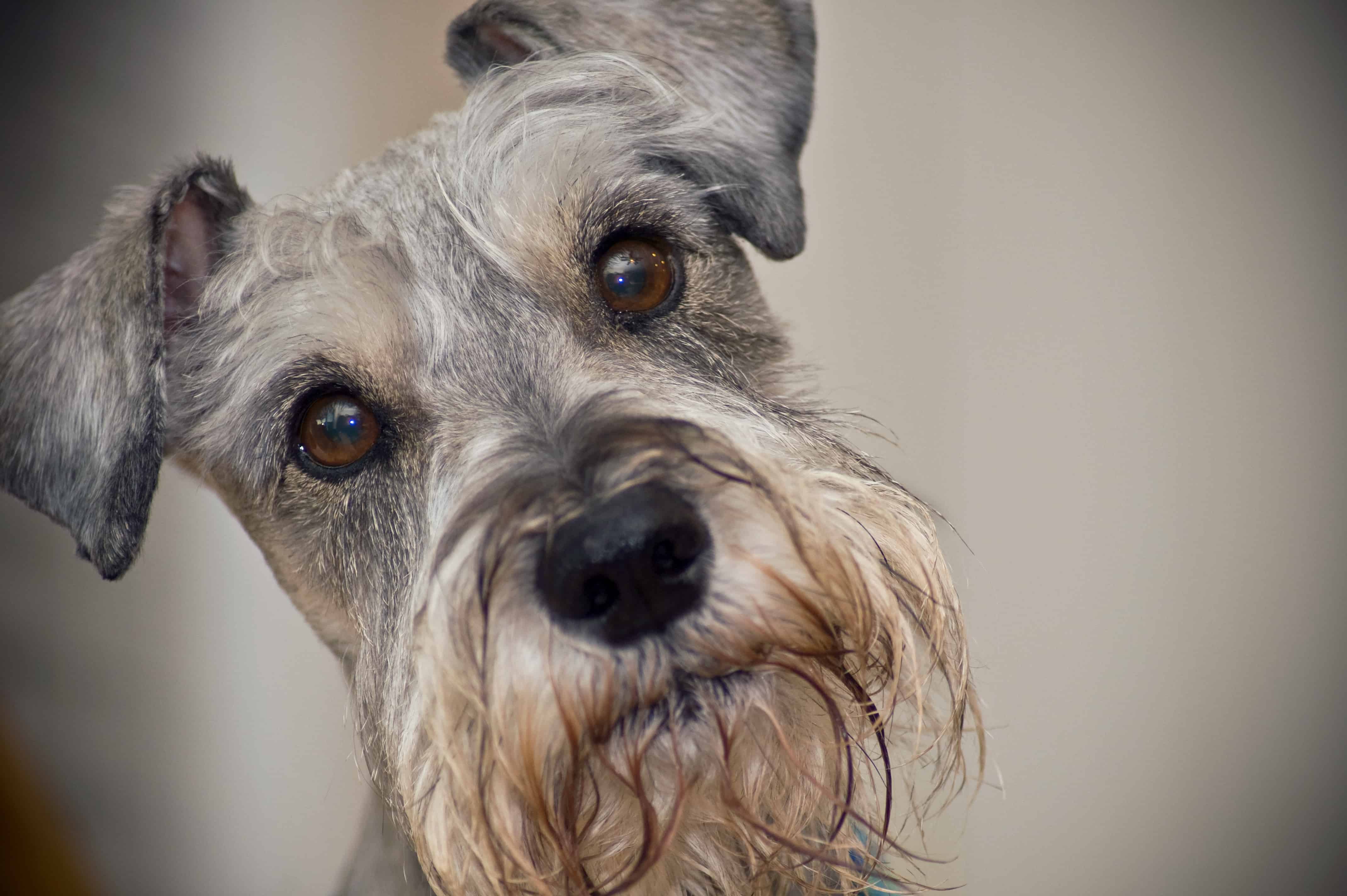 Schnauzer Comedo Syndrome A Comprehensive Overview