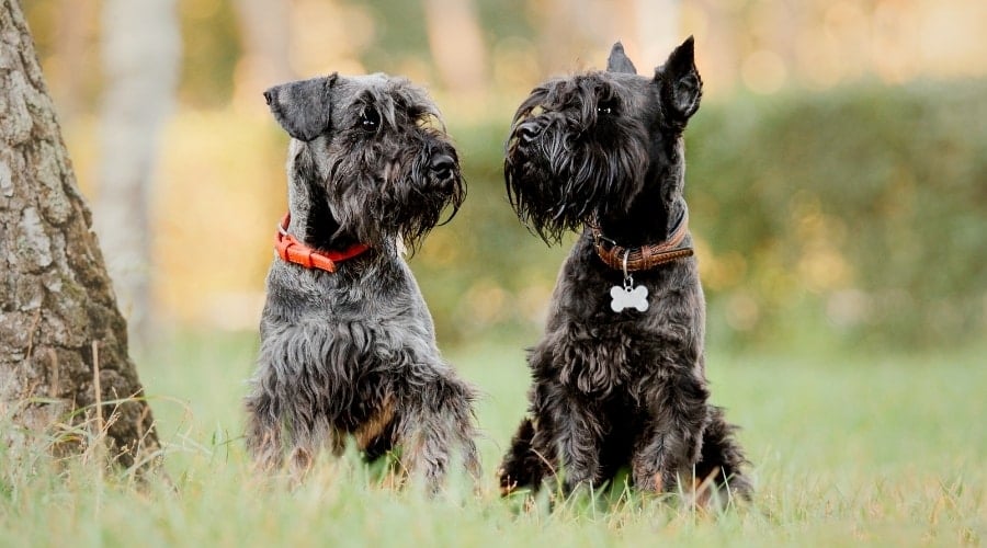 Schnauzer Comedo Syndrome A Comprehensive Overview