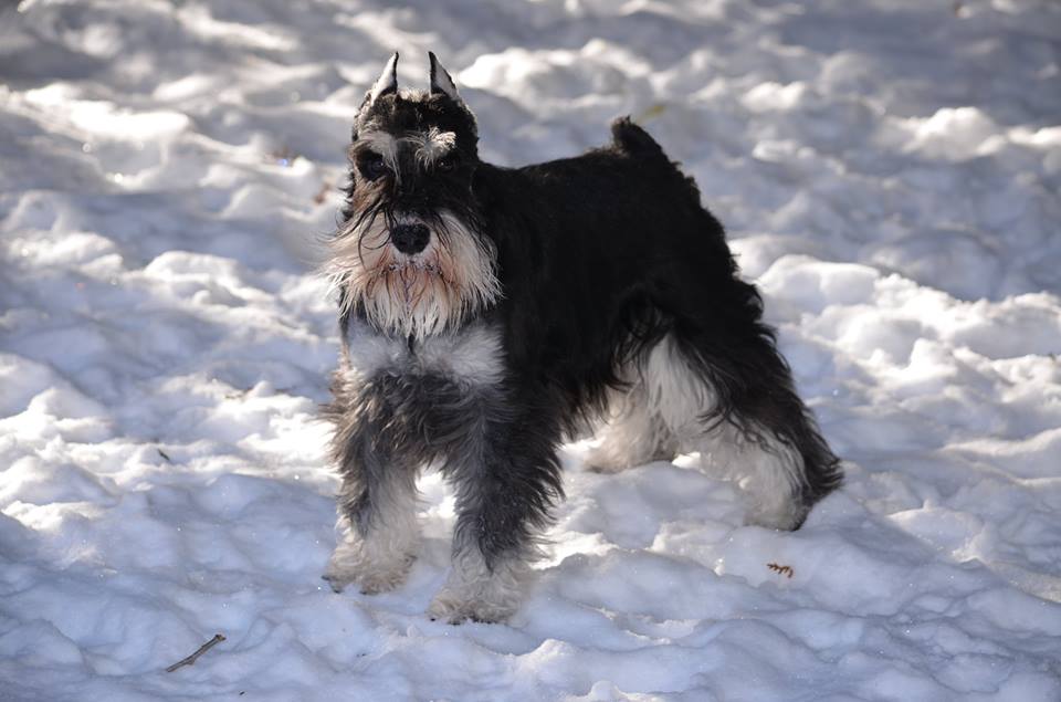 Schnauzer Haircut Styles A Comprehensive Guide