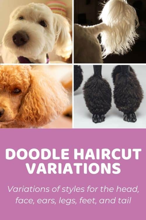 Schnauzer Haircut Styles A Comprehensive Guide