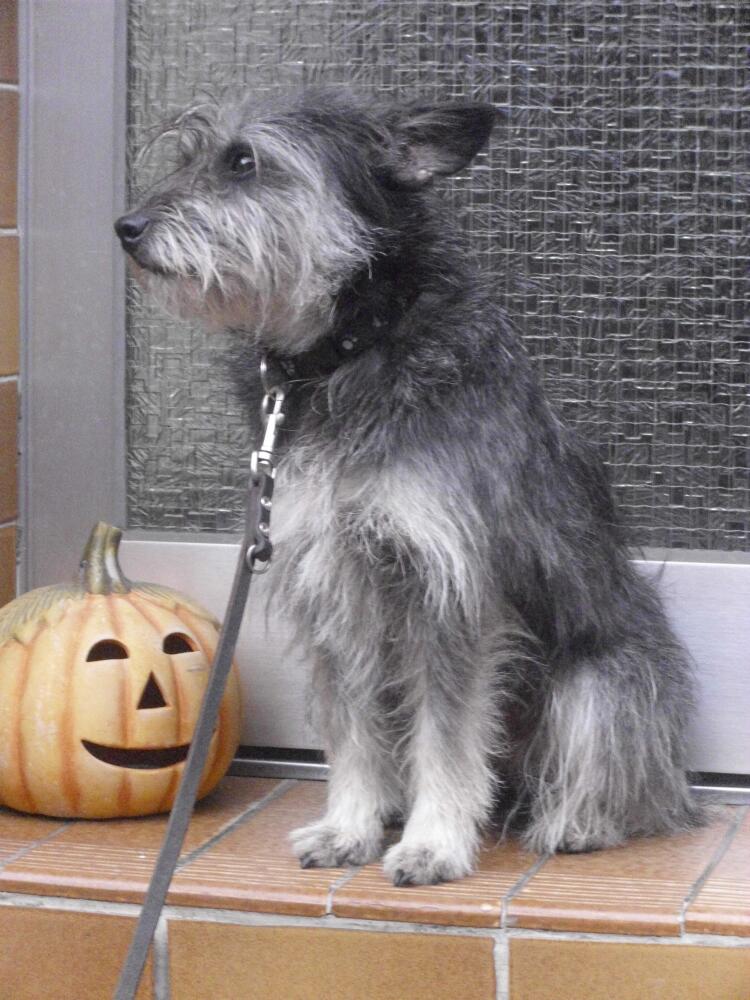 Schnauzer Husky Mix A Unique and Energetic Companion