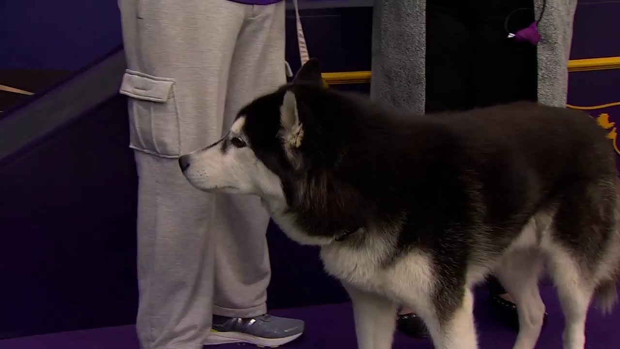 Schnauzer Husky Mix A Unique and Energetic Companion