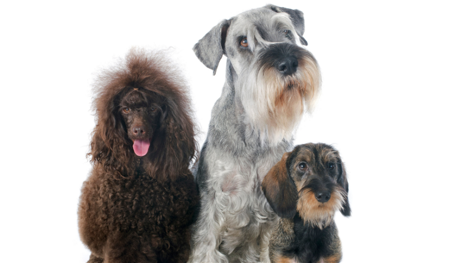 Schnauzer Poodle Mix A Comprehensive Guide