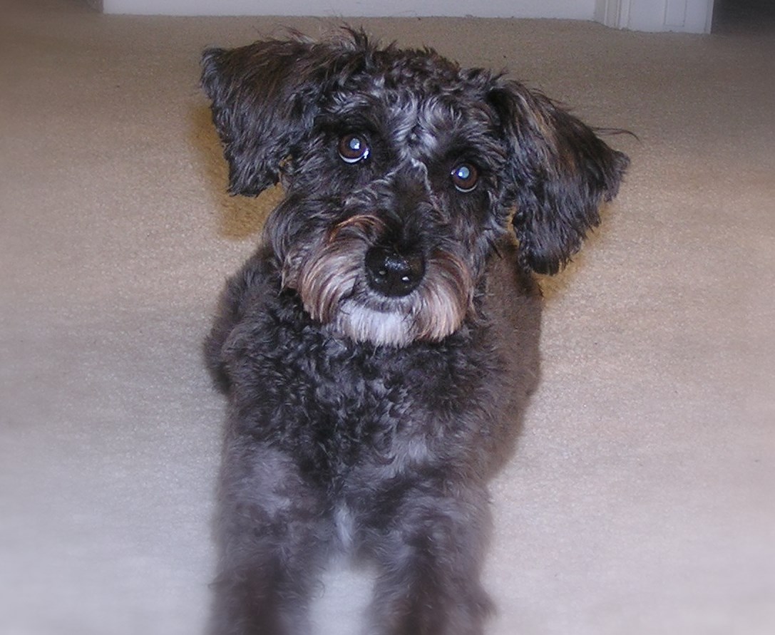 Schnauzer Poodle Mix A Comprehensive Guide